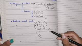 Amino acid Metabolism Part 1 overview amino acid pool protein turnover phenomenon biochemistry [upl. by Dez]