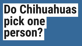 Do Chihuahuas pick one person [upl. by Mayes]