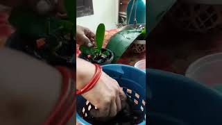 Phalaenopsis Orchid Kikis Repoting  Orchid  plant  Garden [upl. by Harutek]