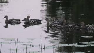 Plumed WhistlingDuck 57 [upl. by Ev711]