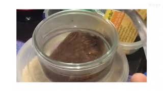 How to make tamarind soap [upl. by Quinn501]