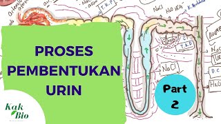 Proses Pembentukan Urin  Lengkap Part 2 Filtrasi Reabsobrsi dan Augmentasi [upl. by Darnok]