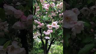 A crabapple tree full of blossoms [upl. by Isherwood]