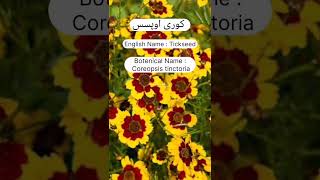 A study review of Coreopsis flowers horticulture flowertypes garden [upl. by Thapa]