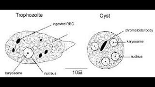 Trophozoite and Cyst of Entamoeba histolytica in LPCB mount [upl. by Blount]