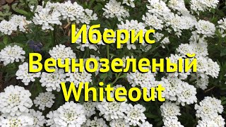 Иберис вечнозеленый Уайтаут Краткий обзор описание характеристик iberis sempervirens Whiteout [upl. by Leandra]