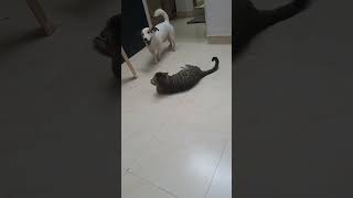 Jack simba ki Masti cute funny viral video sorts ❤️ [upl. by Xylia]