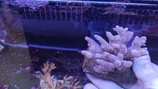 Acropora prostrata L Coral gandalf [upl. by Gleeson934]