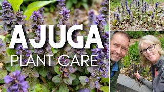 💜 Ajuga Plant Care  Ajuga reptans 💜 [upl. by Arvo]