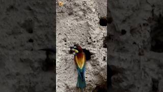 Birds Sound  European beeeater [upl. by Iniffit]