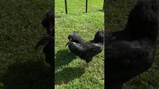 Ameraucanas Chicken Lovers ameraucana chickenlovers chicken rooster blackchicken johnnycash [upl. by Miof Mela]