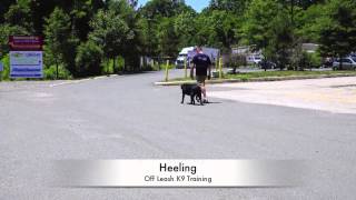 1Year Old Black Lab Lewie Lab Training in Northern Virginia [upl. by Radu712]