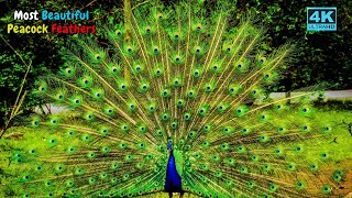 Peacock Opening Its Feathers Peacock Dance Display 4K UHD [upl. by Carri840]