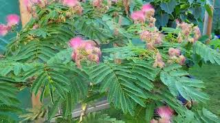 Persian Silk Tree  Mimosa Tree Albizia Julibrissin [upl. by Akamaozu793]