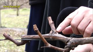 Pokaz cięcia winorośli w Winnicy Św Jakuba  dr Janusz Suszyna [upl. by Files]