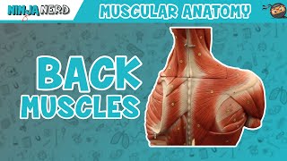 Muscles of the Back  Anatomy Model [upl. by Eaver921]