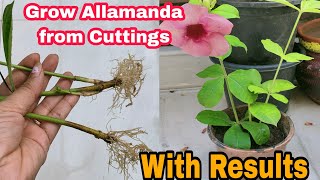 Easiest Way to Grow Allamanda Plant from Cuttings  Video with Full Updates [upl. by Rosana874]