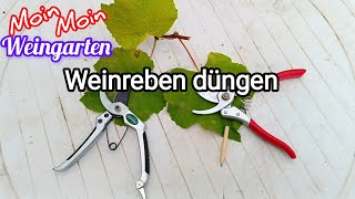 Weinrebe düngen Frühjahr Sommer Herbst NPK Mineraldünger [upl. by Efeek225]