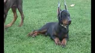 DOBERMAN PUPPIES by Von Jahrestal  part II [upl. by Natek446]