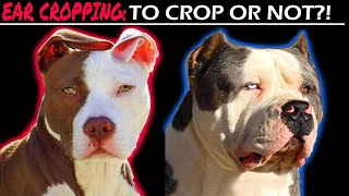 Dog ear cropping is it worth it Cropped Ears vs Natural Ears [upl. by Middleton]