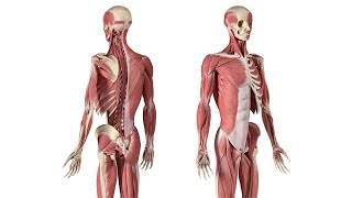 MUSCULOSKELETAL SYSTEM ANATOMY amp PHYSIOLOGY REVIEW [upl. by Novy553]