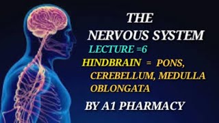 HINDBRAIN  PONS MEDULLA OBLONGATACEREBELLUM [upl. by Eugaet]