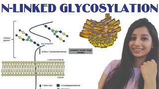 NLINKED GLYCOSYLATIONProtein Sorting Lect VPost Translational modificationEndoplasmic Reticulum [upl. by Anirrak]