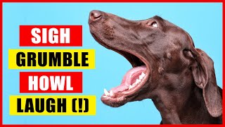 11 Sounds Dogs Make and What They Mean [upl. by Langsdon]