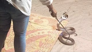 A snake show with a King Cobra on the streets of Bangkok [upl. by Name]