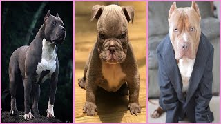 Pitbulls Being Wholesome 🐶 Funny and Cute Pitbull Compilation EP65  Pitbulls Puppy [upl. by Korrie]