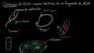 Clonación de ADN y ADN recombinante  Biología  Khan Academy en Español [upl. by Cowie732]