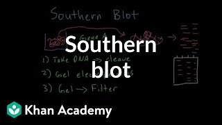 Southern blot  Biomolecules  MCAT  Khan Academy [upl. by Iggie]