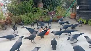 Huge numbers of crows crowing and crying sounds in the morning  Crow birds live crowing 732 [upl. by Ahsaet]