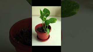 moneyplants plant garden youtubevideos youtubeshorts shorts [upl. by Alinoel]