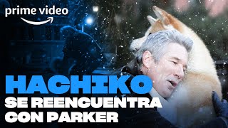 Siempre a tu lado  Hachiko se reencuentra con Parker  Prime Video [upl. by Ahseekan]