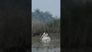 Spotbilled pelican  birds pelicans natgeo nature natgeophotography natgeowild wildlife [upl. by Eterg]