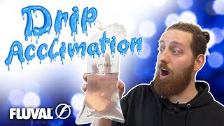 HOW TO Drip Acclimation for New Aquarium Fish [upl. by Anikat]