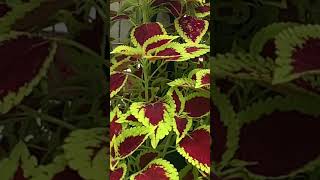 Coleus Coleus scutellarioides Coleosaurus Flowers 💐 amp More Ideas [upl. by Avid]