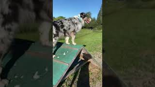 TopHundetraining dogtraining hundetraining hunde australianshepherd [upl. by Ulphi]