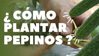 Cómo y cuando plantar pepinos con plástico en el huerto [upl. by Ttemme]