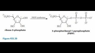 Synthesis of Phosphoribosyl Pyrophosphate PRPP Explanation [upl. by Elsilrac398]