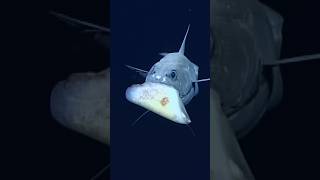 Why deep sea animals are scary 🦈 [upl. by Abercromby]