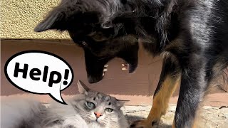 Dog vs Cat  EPIC Fighting [upl. by Iaw]