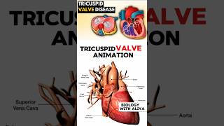 Tricuspid Valve Animation medical animation 3d short  BiologywithAliya [upl. by Barnabas]