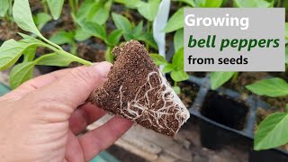 How to Grow Bell Peppers StepbyStep Guide from Seed to Outdoor Planting Part 1 [upl. by Nylg299]