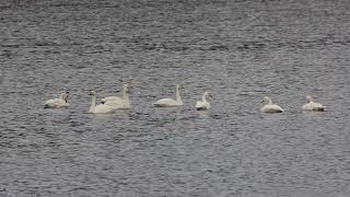 Whooper Swans  Hollingworth Lake 22 Oct 2024 [upl. by Eniamart]