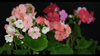 Primula obconica  Becherprimel German Primrose [upl. by Tilford]