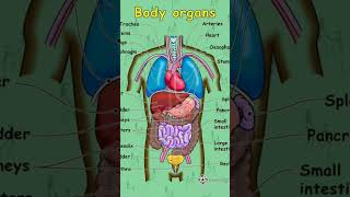 Digestive system anatomy exam special video RRR exam nursing [upl. by Arri714]