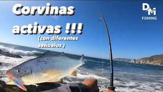 PESCA de CORVINAS en PLAYA y ROCAS con diferentes SEÑUELOS [upl. by Lusar]