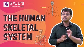 The Human Skeletal System I Class 6 I Learn with BYJUS [upl. by Powers]